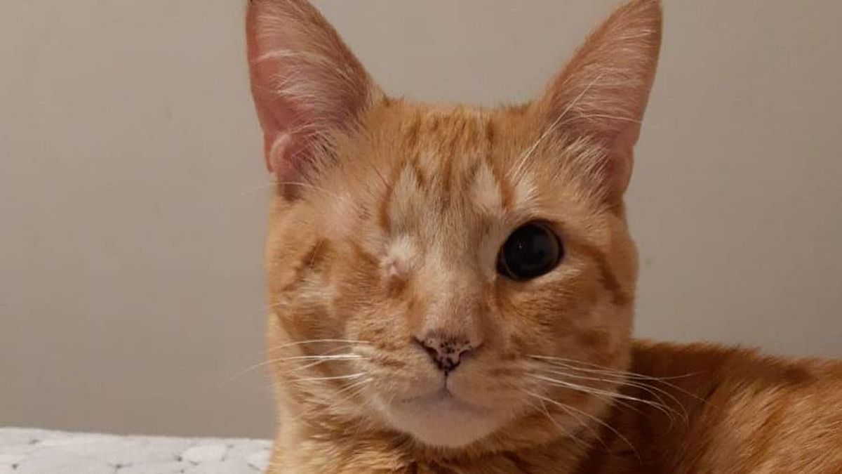 Pirata despertó tanto amor en la veterinaria Sofía Romero que no tardó en ser su ama y mejor compañera. Pirata despertó tanto amor en la veterinaria Sofía Romero que no tardó en ser su ama y mejor compañera.