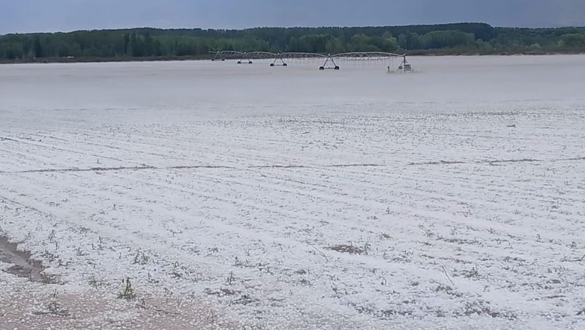 La imagen es fuerte. Así quedó una plantación de zanahoria tras la caída de granizo en San Carlos.