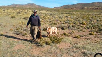 Puesteros lejos de las urnas por la época de parición de cabras, ataques de zorros y pésimos caminos Puesteros lejos de las urnas por la época de parición de cabras, ataques de zorros y pésimos caminos