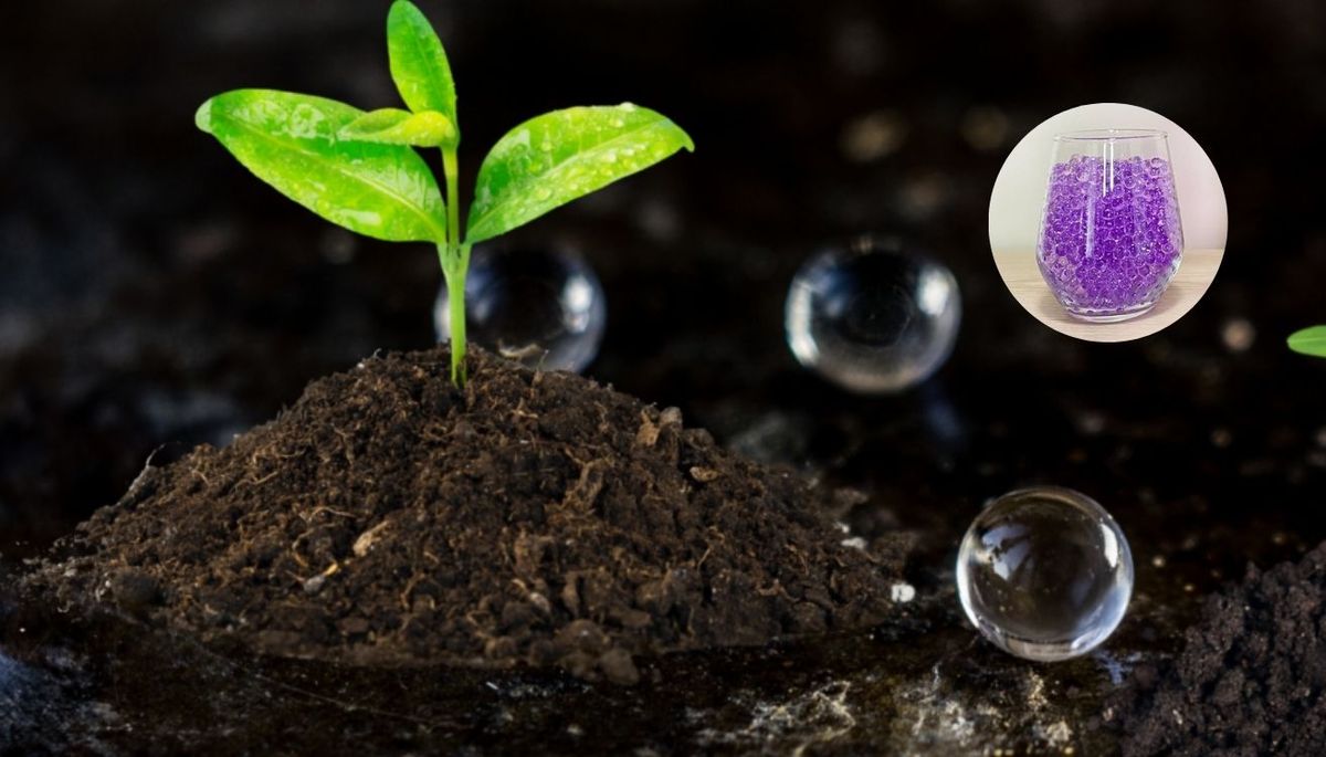 Utiliza este truco para hidratar las plantas del jardín. Utiliza este truco para hidratar las plantas del jardín.