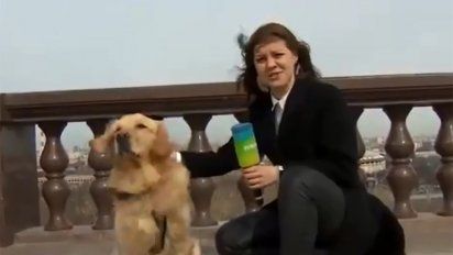 El perrito se ganó su minuto de fama. 