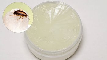 Cómo atrapar a las cucarachas de tu cocina usando un poco de vaselina: trampa casera efectiva Cómo atrapar a las cucarachas de tu cocina usando un poco de vaselina: trampa casera efectiva