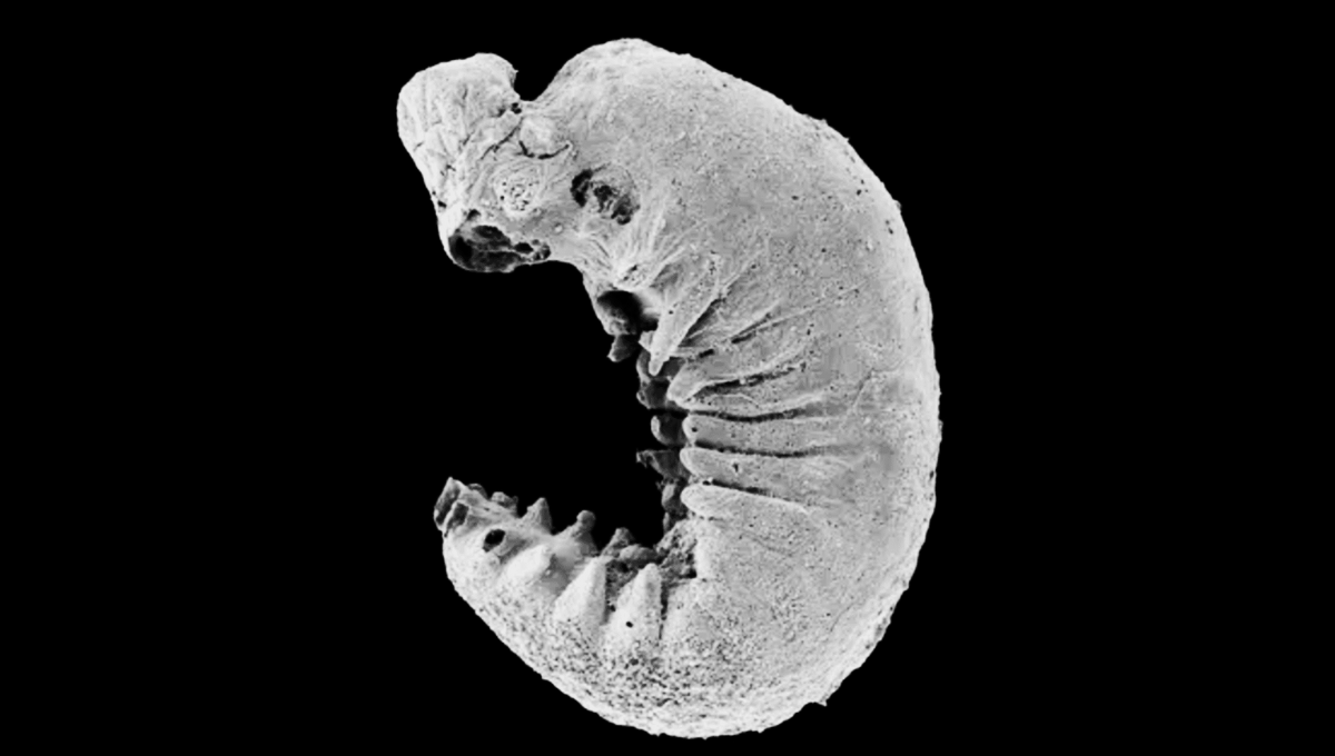 Restos fósiles de 500 millones de años sorprendieron a los científicos