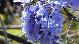 El jacaranda es un encanto en primavera. Imagen: Pixabay.