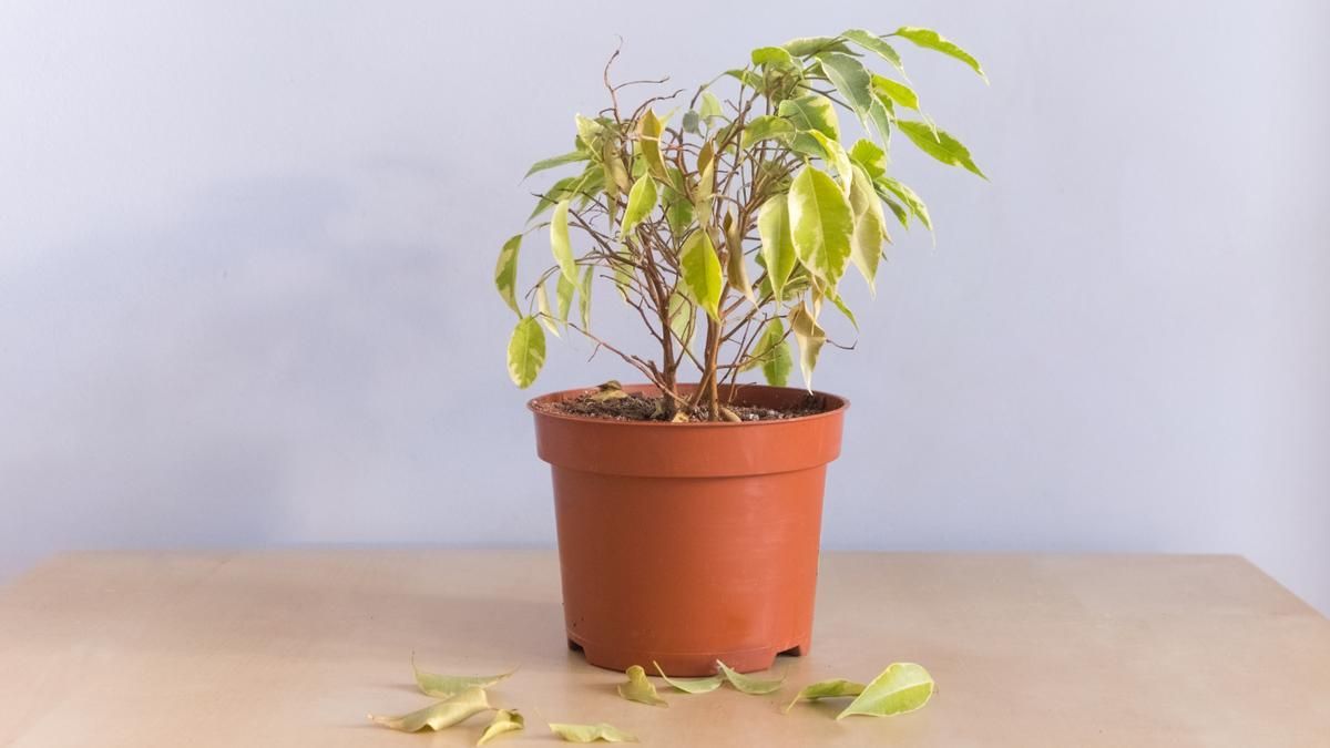 Qué Significa Tener Plantas Marchitas En La Casa Para El Feng Shui