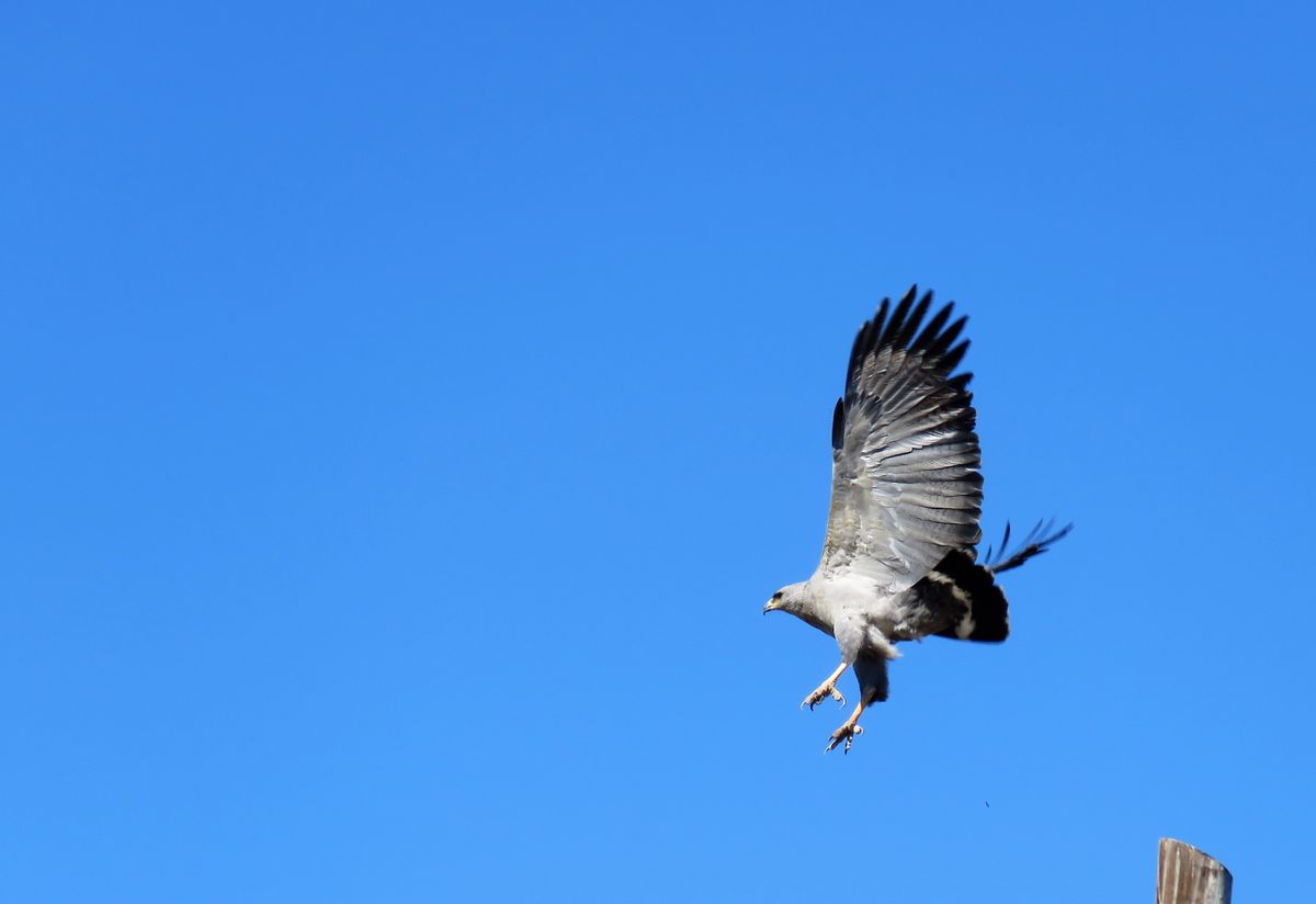 En el video también se puede ver el vuelo del águila coronada. En el video también se puede ver el vuelo del águila coronada.