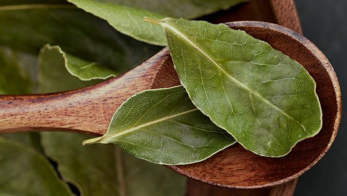 Feng Shui: aprovecha la hoja de laurel de esta manera para atraer dinero