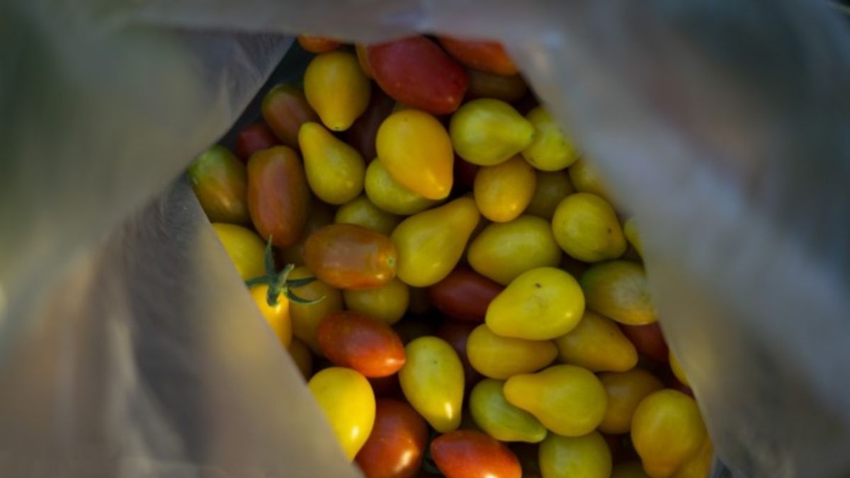 Tomates agroecológicos producidos sin agroquímicos. (Foto: Julieta Bugacoff) Tomates agroecológicos producidos sin agroquímicos. (Foto: Julieta Bugacoff)
