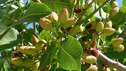 A través de este árbol, el pistacho se consolida día a día.&nbsp;