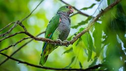 El pequeño municipio de Argentina que evitó la extinción de uno de las aves más raras del mundo El pequeño municipio de Argentina que evitó la extinción de uno de las aves más raras del mundo