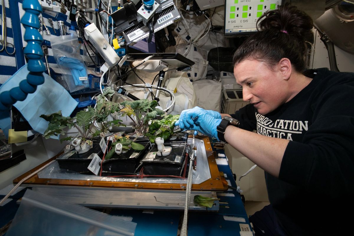 La NASA hizo muchos experimentos con plantas.