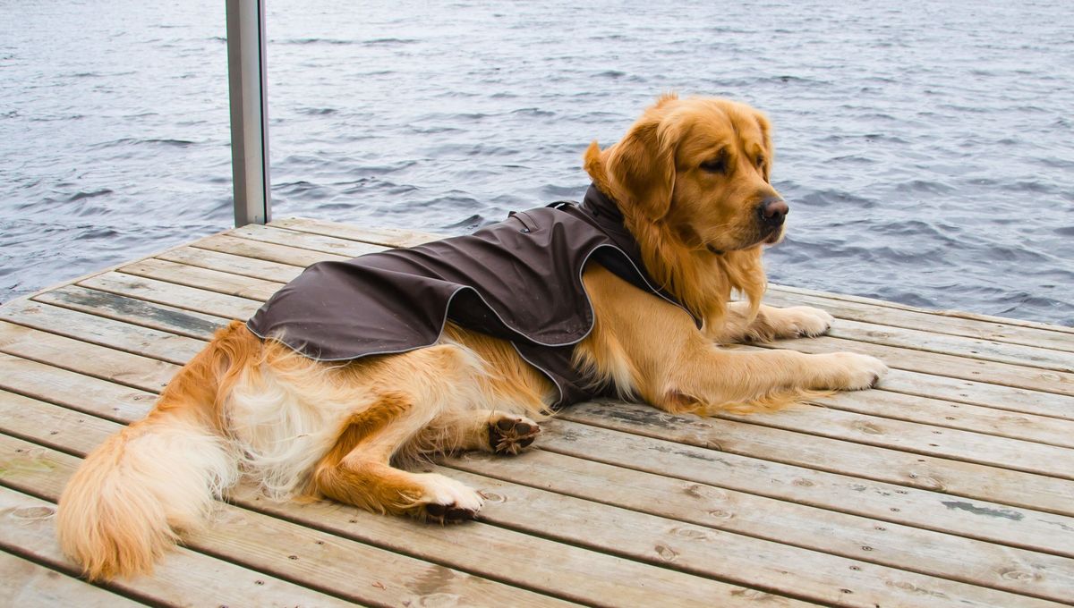 Puedes elaborar ropa de perros en invierno para los animales callejeros Puedes elaborar ropa de perros en invierno para los animales callejeros