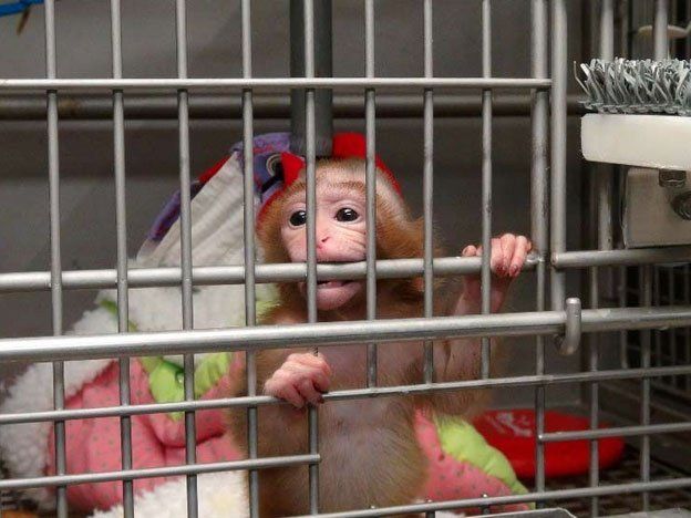 PETA Denunció Con Un Video Experimentos Crueles En Monos Bebés