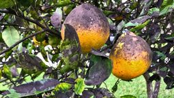 Por qué tu naranjo tiene manchas negras en sus hojas o frutos: qué significa y cómo solucionarlo Por qué tu naranjo tiene manchas negras en sus hojas o frutos: qué significa y cómo solucionarlo