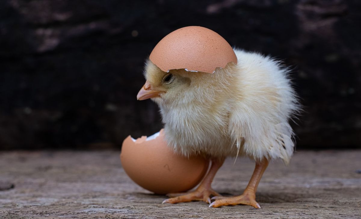 El estudio científico que revela qué fue primero: ¿el huevo o la gallina? El estudio científico que revela qué fue primero: ¿el huevo o la gallina?