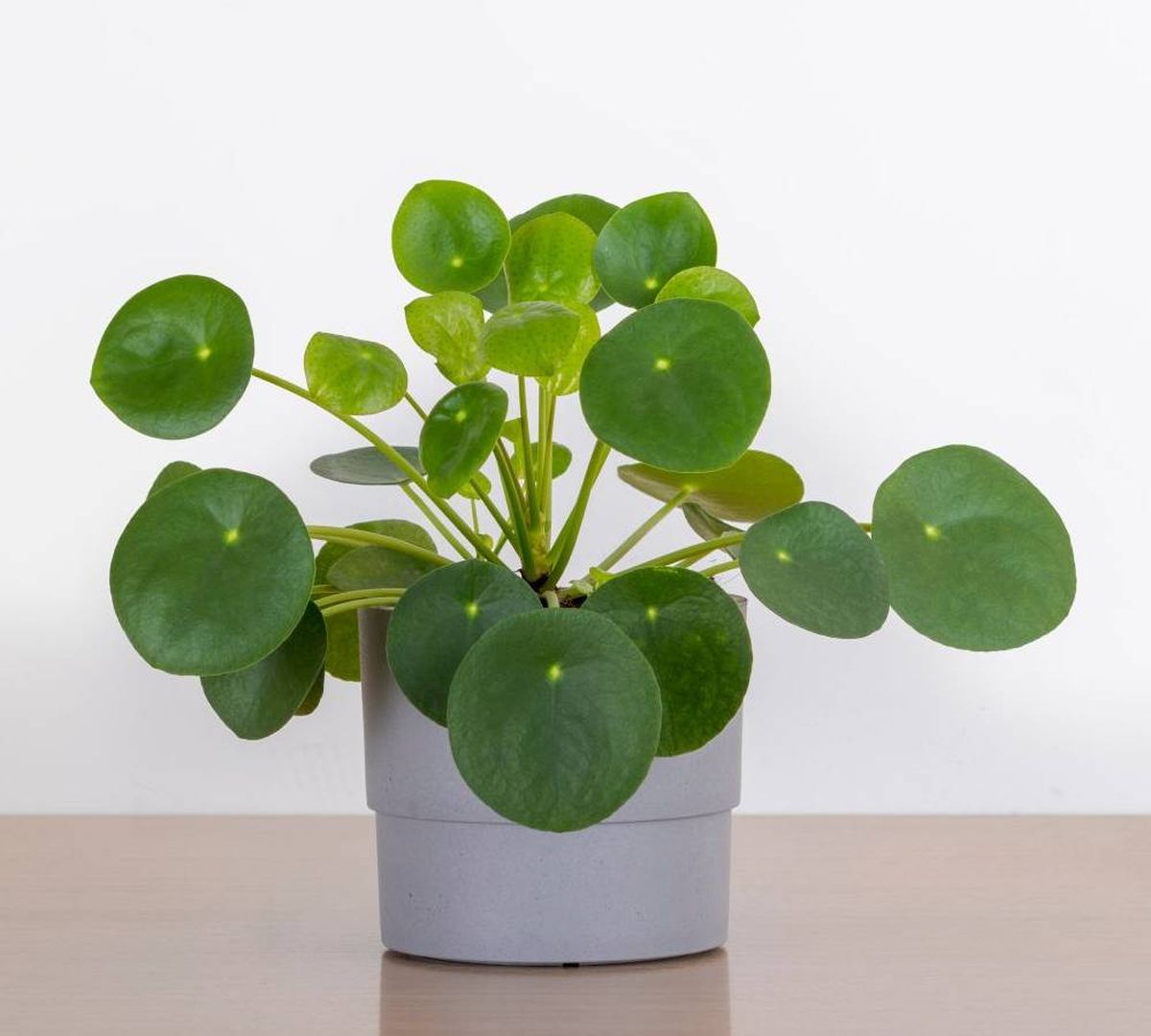 Atrae la prosperidad a otra persona con la Pilea Atrae la prosperidad a otra persona con la Pilea