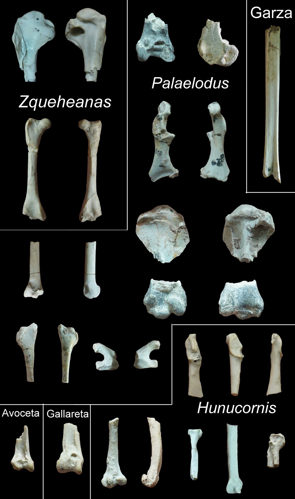 Milenario descubrimiento de desconocidas aves sorprende a paleontólogos en San Juan Milenario descubrimiento de desconocidas aves sorprende a paleontólogos en San Juan