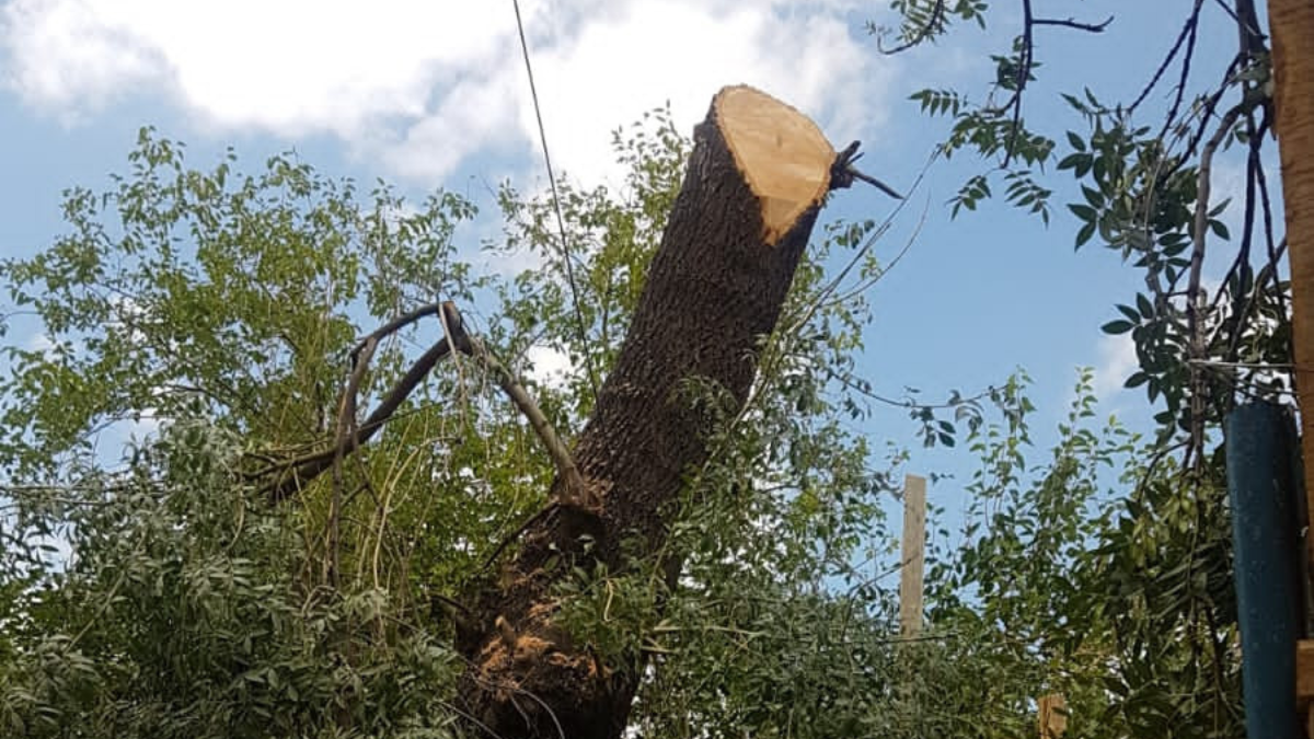 El ejemplar fue mutilado y luego erradicado de una obra en construcción de una vivienda multifamiliar. El ejemplar fue mutilado y luego erradicado de una obra en construcción de una vivienda multifamiliar.
