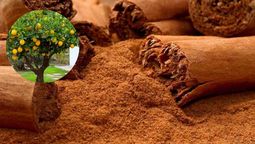 La canela puede ser una aliada para tus árboles y plantas. La canela puede ser una aliada para tus árboles y plantas.