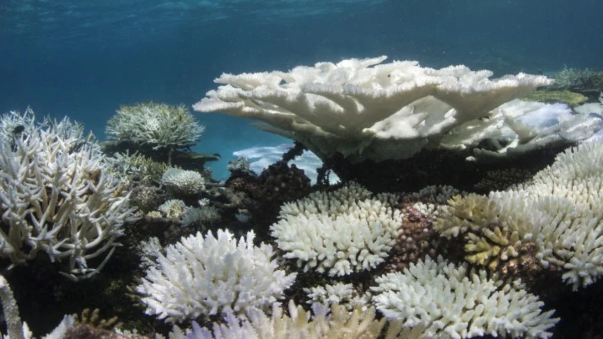 Blanqueamiento de corales en las Maldivas, 2016. Crédito: The Ocean Agency / Ocean Image Bank Blanqueamiento de corales en las Maldivas, 2016. Crédito: The Ocean Agency / Ocean Image Bank