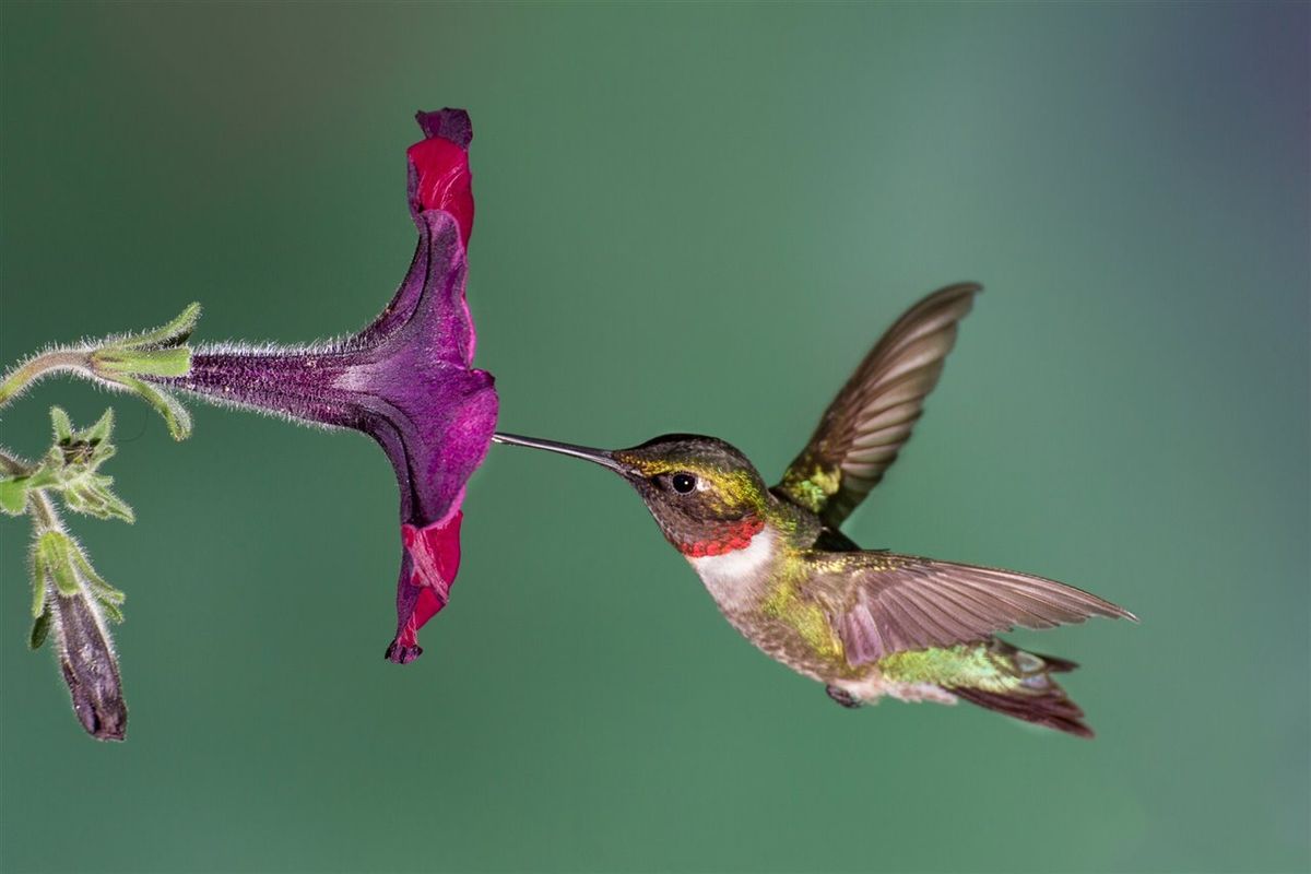 Qué significa que un colibrí llegue a tu casa