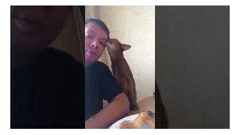Un gato le muestra todo su afecto a su dueño... para conseguir un rico pollo