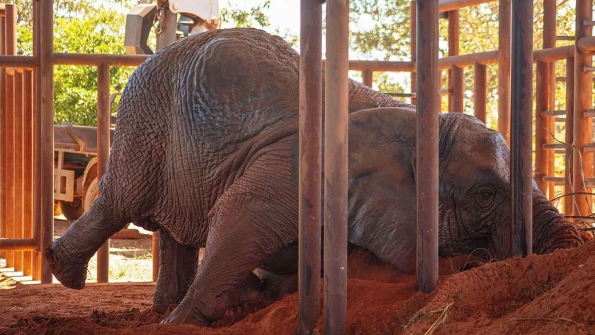 La elefanta salió rápidamente del recinto en el que había viajado durante 5 días desde el Ecoparque de Mendoza hacia el Santuario de Brasil. La elefanta salió rápidamente del recinto en el que había viajado durante 5 días desde el Ecoparque de Mendoza hacia el Santuario de Brasil.