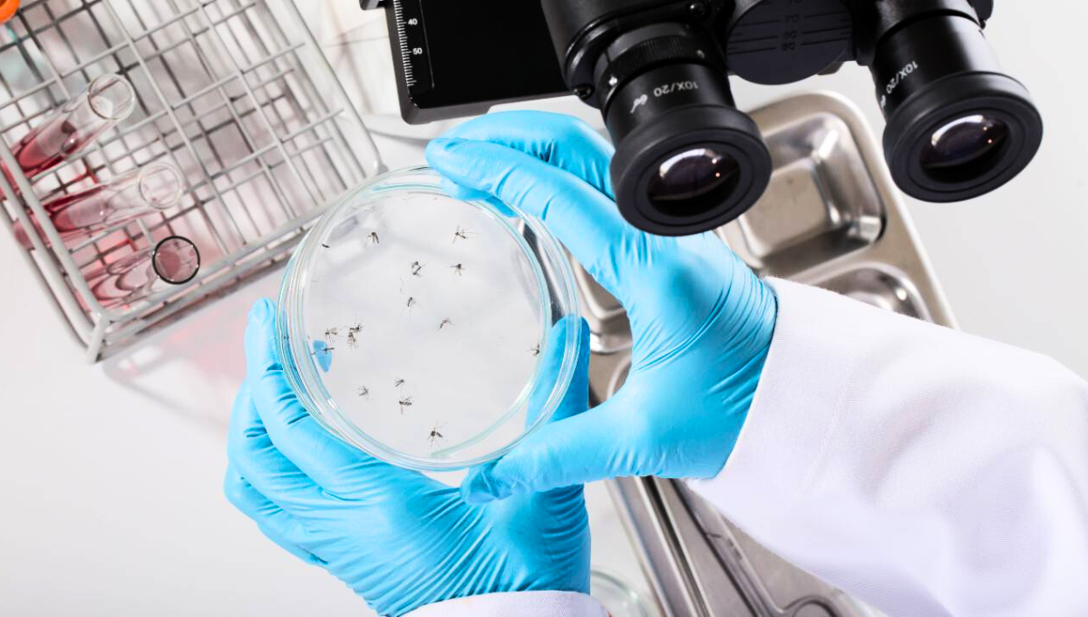 En Mendoza se realiza la vigilancia epidemiológica del dengue. Por ahora, con un descenso sostenido y sólo casos sospechosos, la mayoría descartados. En Mendoza se realiza la vigilancia epidemiológica del dengue. Por ahora, con un descenso sostenido y sólo casos sospechosos, la mayoría descartados.