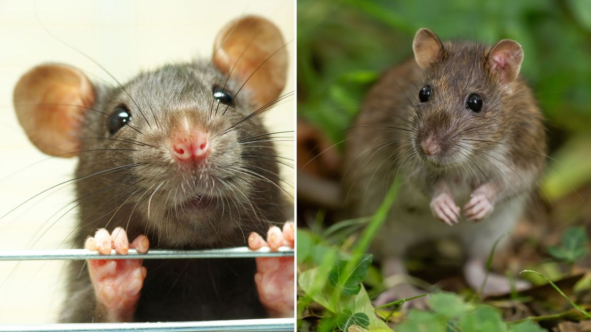 Laucha Raton ¿Cuál es la diferencia entre rata y ratón?