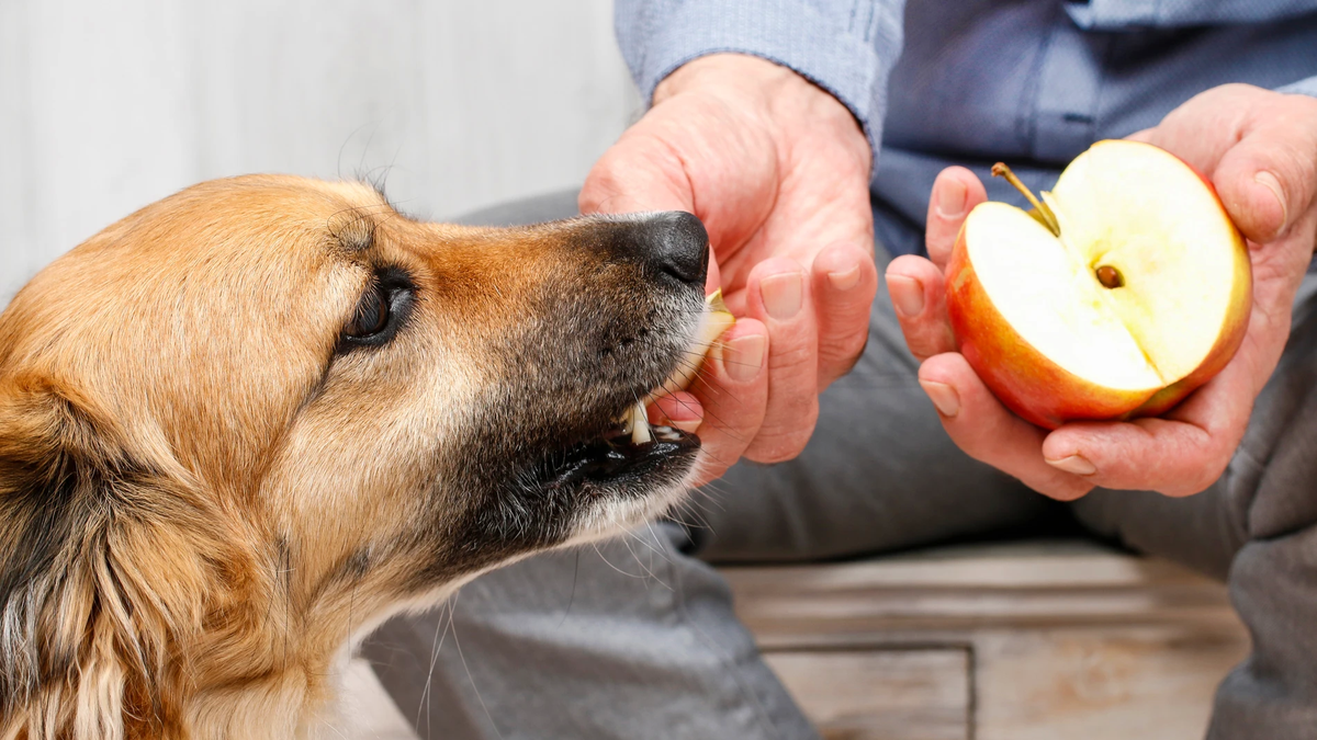 Te compartimos el listado de las frutas que pueden comer los perros y cuáles están prohibidas. Te compartimos el listado de las frutas que pueden comer los perros y cuáles están prohibidas.