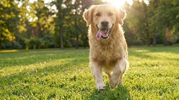 ¿Tu perro tiene mal aliento? La ciencia puede haber descubierto la solución definitiva ¿Tu perro tiene mal aliento? La ciencia puede haber descubierto la solución definitiva
