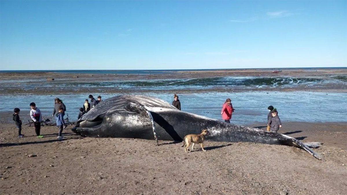 El repudiable gesto que tuvieron algunas personas con una ballena muerta