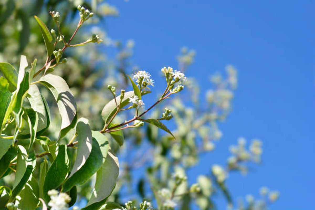 &Aacute;rbol de los siete hijos, la planta resistente que debes tener en tu jard&iacute;n.