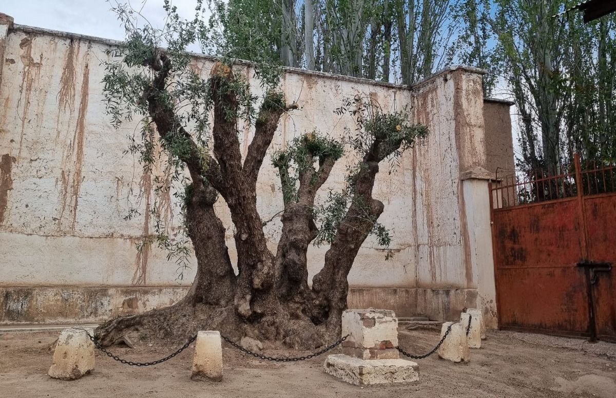 Un olivo cuatricentenario en la zona de Tres Esquinas (Maipú). Fue traído durante la evangelización jesuítica, alrededor del siglo XVII, y se ubica en una finca que perteneció a la familia Zurli-Giraud Billoud. Hoy subsiste a pesar de algunas podas extremas, como la que se ve en la foto. Imagen: gentileza. Un olivo cuatricentenario en la zona de Tres Esquinas (Maipú). Fue traído durante la evangelización jesuítica, alrededor del siglo XVII, y se ubica en una finca que perteneció a la familia Zurli-Giraud Billoud. Hoy subsiste a pesar de algunas podas extremas, como la que se ve en la foto. Imagen: gentileza.