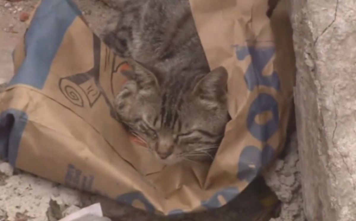 Gato salvador. Un gato mordió a su dueño hasta que lo despertó y así lo salvó de morir en un incendio.  Gato salvador. Un gato mordió a su dueño hasta que lo despertó y así lo salvó de morir en un incendio. 