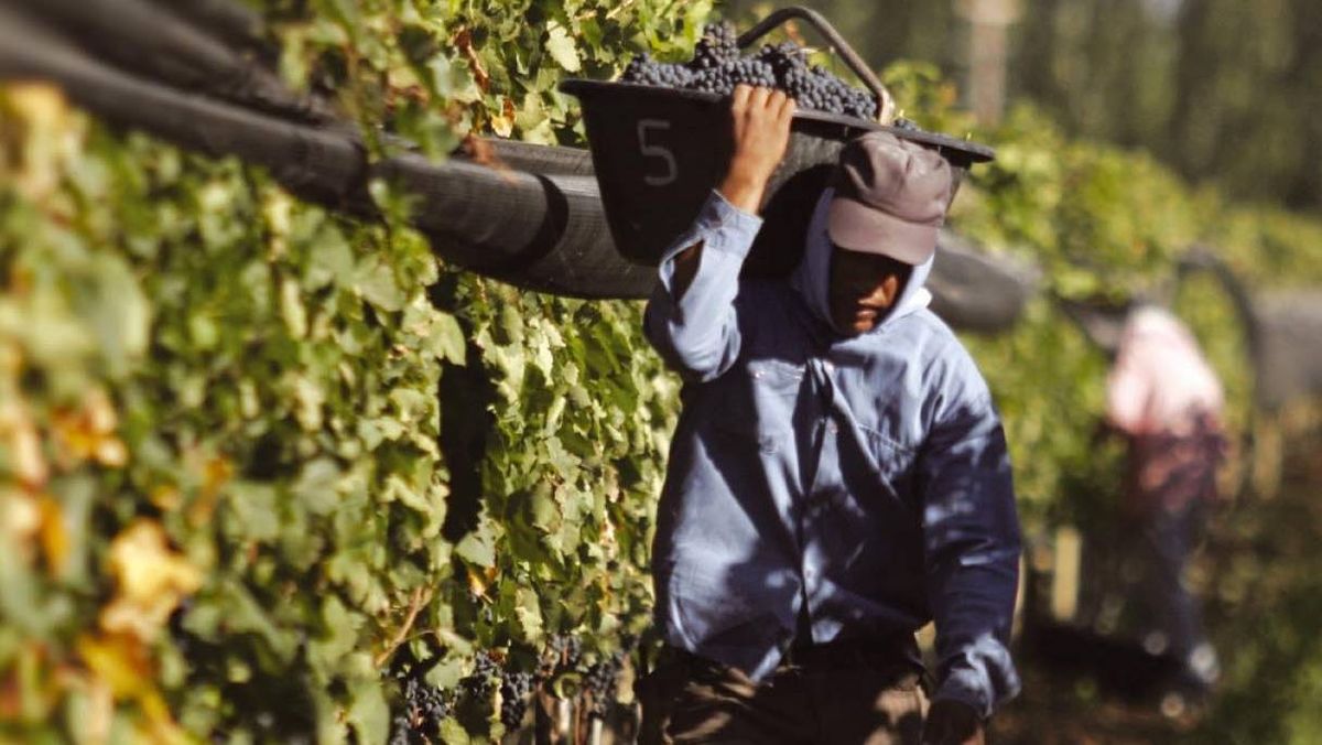 Con la vendimia 2026 en marcha, la puja entre productores e industria por el precio de la uva ya empezó. Mientras, el Gobierno lanzó créditos para cosecha y acarreo.