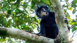 La nueva especie que vive en lo profundo de la selva.