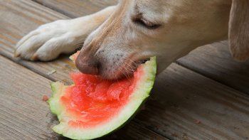 Un perro come sandía como una persona y es furor