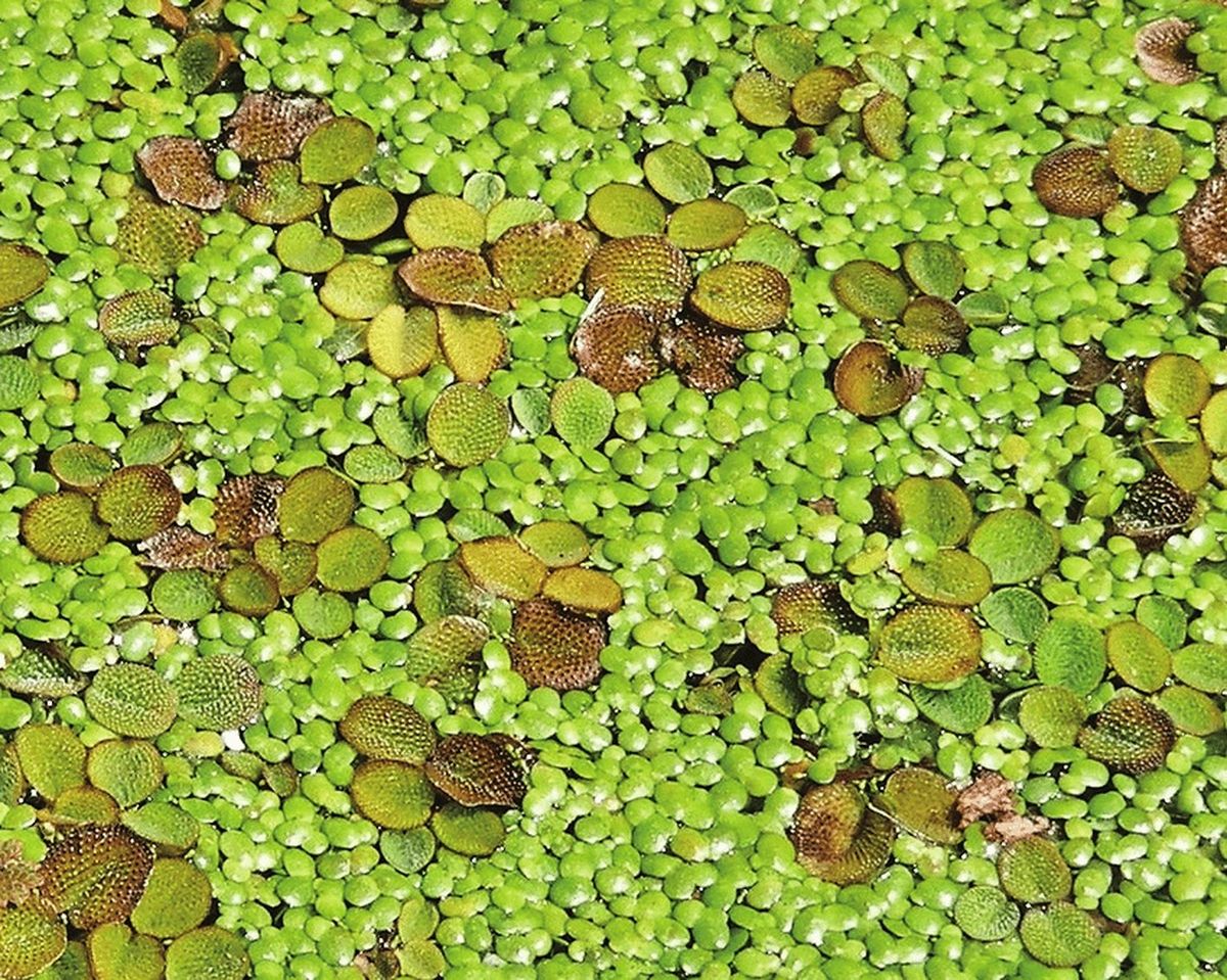 La salvinia minima es un helecho acuático. La salvinia minima es un helecho acuático.