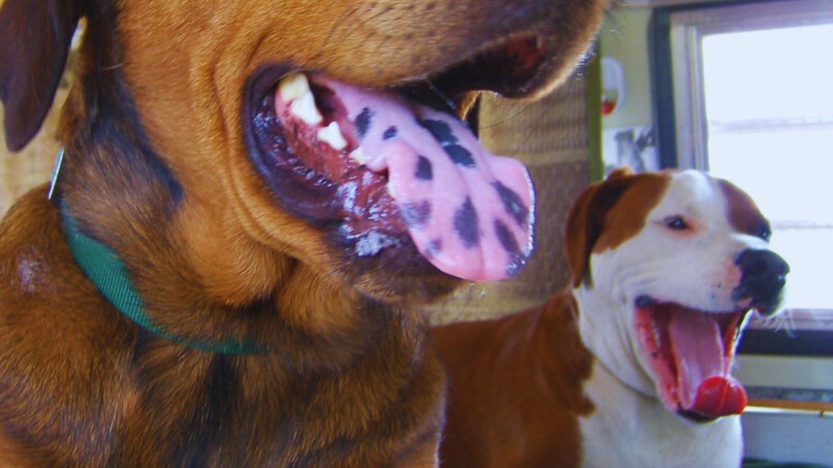 Qué significa que un perro tenga la lengua negra y en qué casos es un problema Qué significa que un perro tenga la lengua negra y en qué casos es un problema