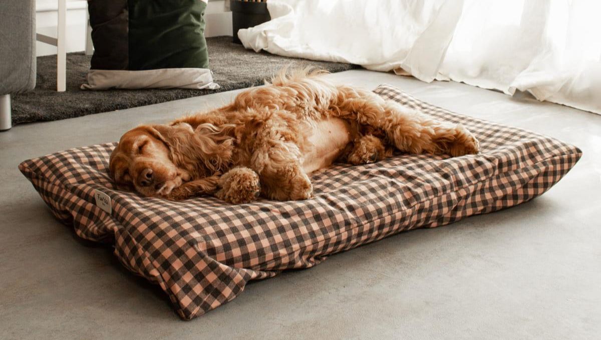 Ni el patio, ni la cocina: el lugar ideal donde colocar la cama de tu perro este verano
