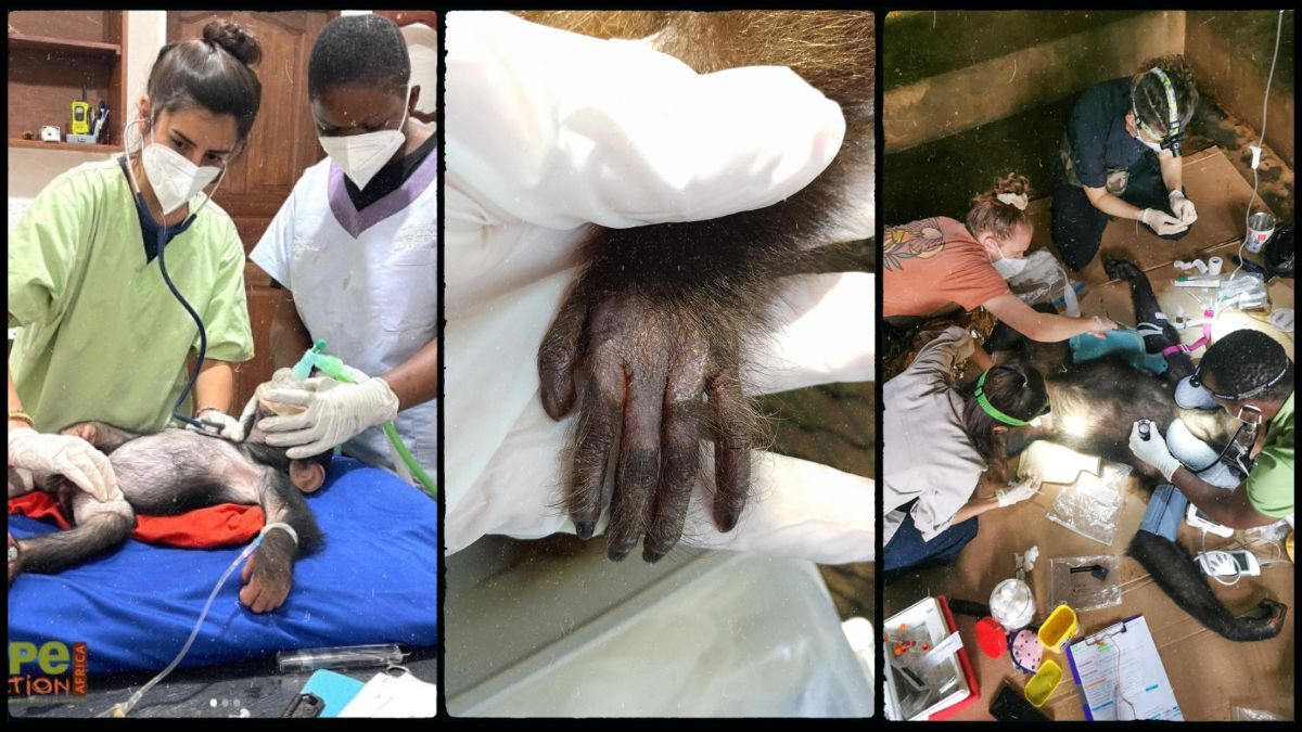 Agustina ejerce su profesión de veterinaria a 11.000 km de su tierra natal, Mendoza, en medio del África, con una dedicación admirable por los animales silvestres -es especialista en grandes simios-. Agustina ejerce su profesión de veterinaria a 11.000 km de su tierra natal, Mendoza, en medio del África, con una dedicación admirable por los animales silvestres -es especialista en grandes simios-.