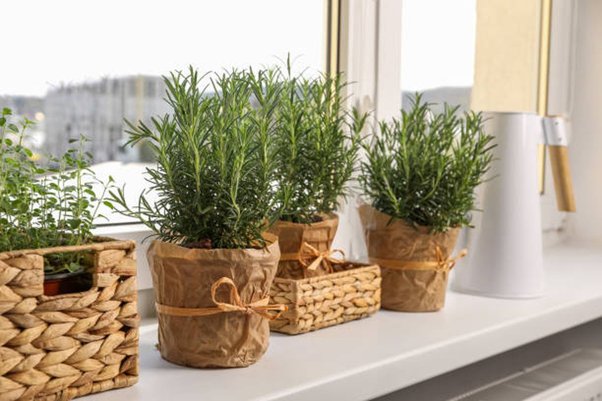 Descubr&iacute; d&oacute;nde poner una maceta con romero.