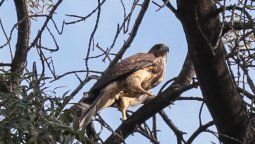 Los gavilanes mixtos son aves muy bellas.
