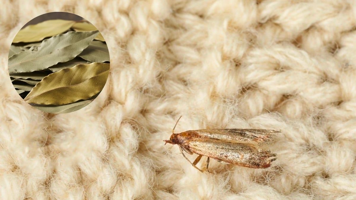 Cómo ahuyentar a las polillas de tu habitación usando hojas de laurel: repelente casero efectivo