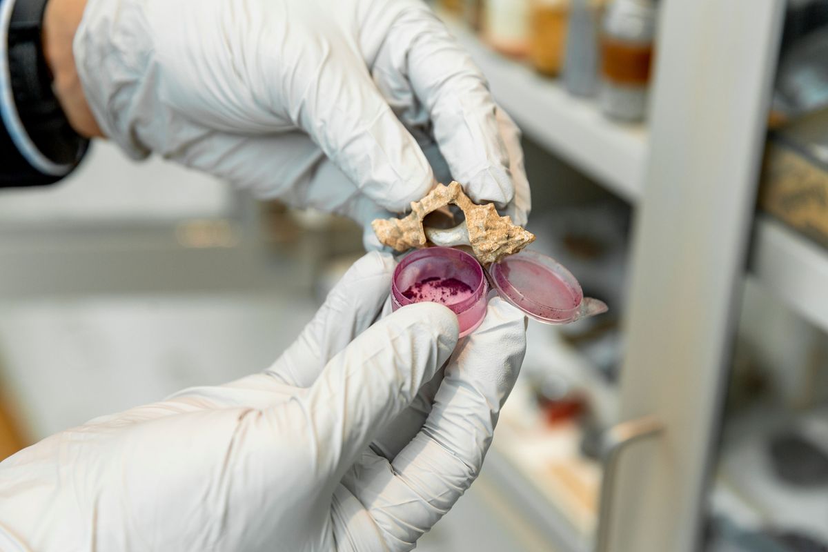 El púrpura de Tiro era el pigmento más caro de la antigüedad, y sólo las familias más adineradas lo podían conseguir. Imagen: Harvard Art Museum