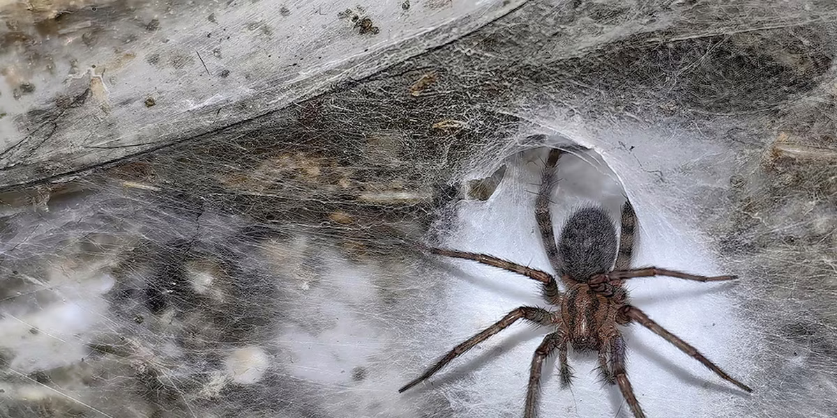 Las arañas del descubrimiento se alimentan principalmente de mosquitos no picadores. Las arañas del descubrimiento se alimentan principalmente de mosquitos no picadores. 