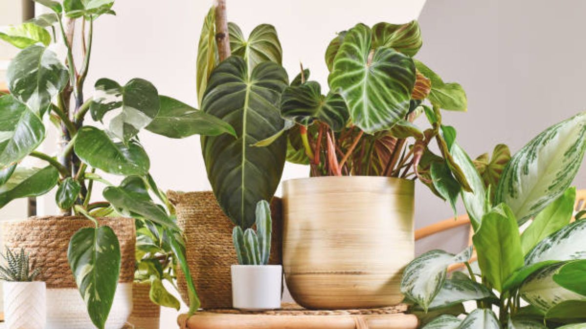Cuáles son las plantas que absorben el calor y refrescan las casas en verano
