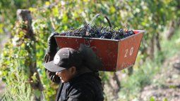 Piden certeza en el precio de la uva antes de la Vendimia