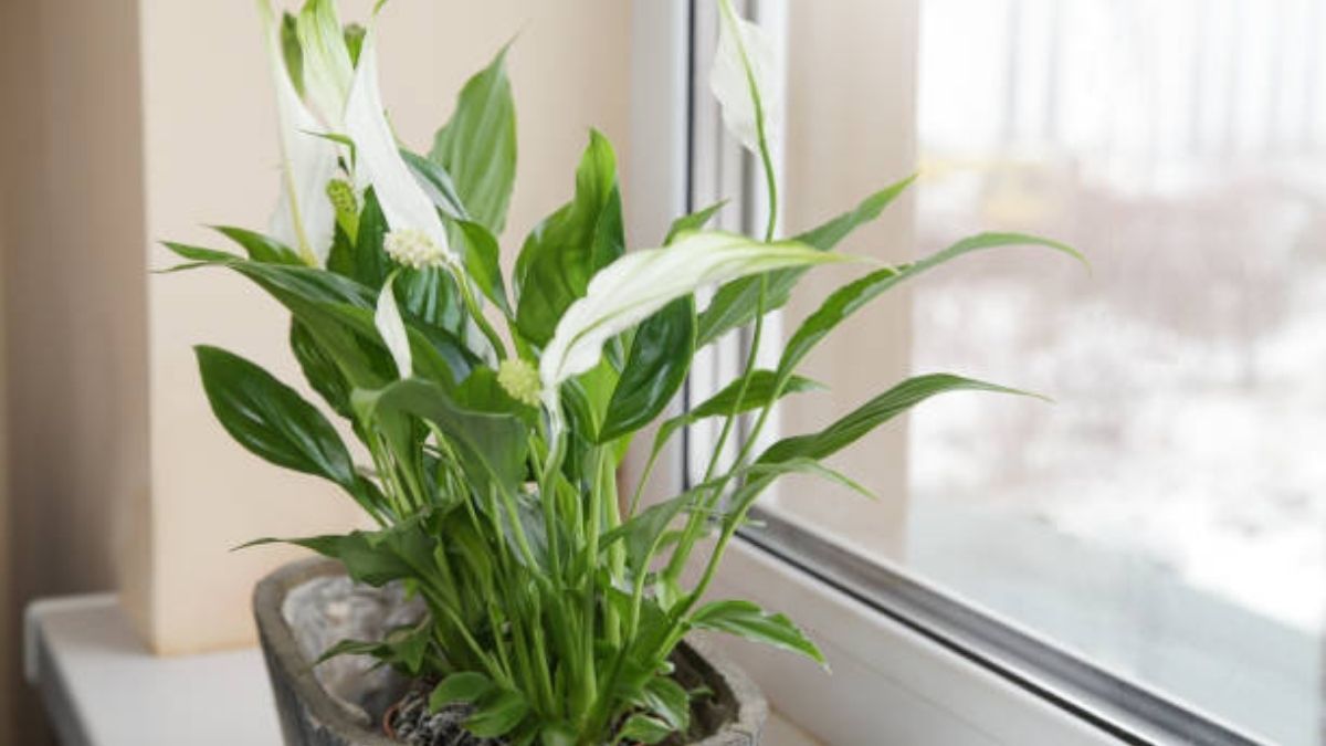 Este es el lugar de casa donde debes tener la planta Cuna de Moisés para atraer buena suerte y riqueza